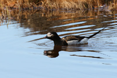 Long-tailed Duck - (Clangula hyemalis)
