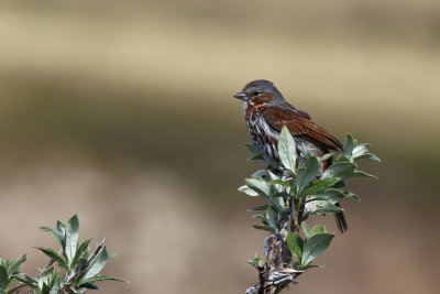 Red Fox Sparrow - (Passerella iliaca iliaca)