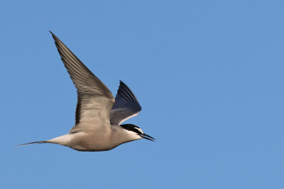 Aleutian Tern - (Onychoprion aleuticus)