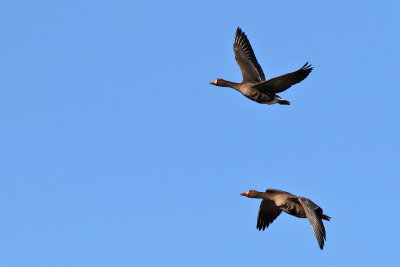 Greater White-fronted Goose - (Anser albifrons)