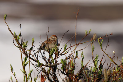 American Tree Sparrow - (Spizella arborea)