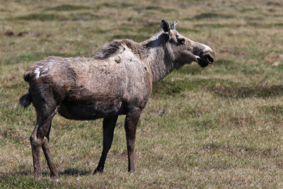 Moose - (Alces alces gigas)