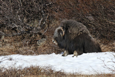 Muskox - (Ovibos moschatus)