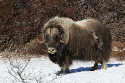 Muskox - (Ovibos moschatus)