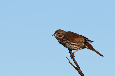 Red Fox Sparrow - (Passerella iliaca)
