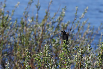Rusty Blackbird - (Euphagus carolinus)