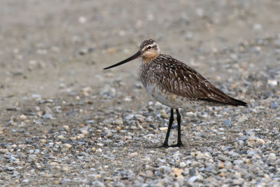 Bar-tailed Godwit - (Limosa lapponica)