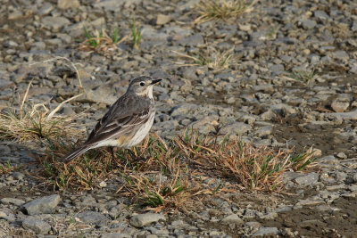 Buff-bellied Pipit - (Anthus rubescens)