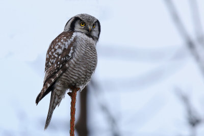 Hkuggla - Northern Hawk Owl - (Surnia ulula)