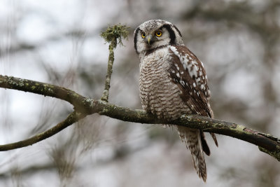 Hkuggla - Northern Hawk Owl - (Surnia ulula)