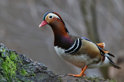 Mandarinand - Mandarin Duck - (Aix galericulata)