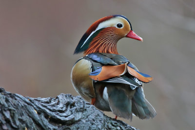 Mandarinand - Mandarin Duck - (Aix galericulata)