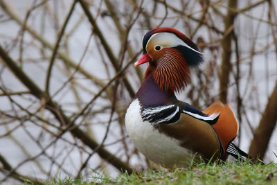 Mandarinand - Mandarin Duck - (Aix galericulata)