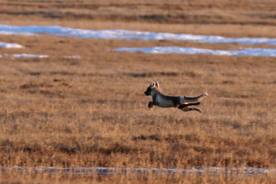 Arctic Fox - (Vulpes lagopus)