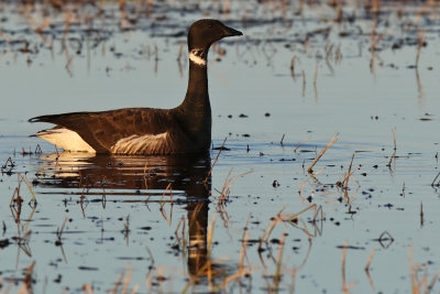Brant Goose - (Branta bernicla nigricans)