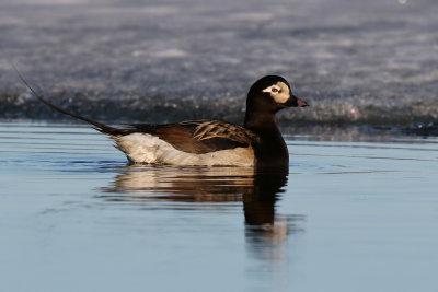 Long-tailed Duck - (Clangula hyemalis)