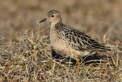 Buff-breasted Sandpiper - (Tryngites subruficollis)
