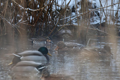 Gulkindad kricka - Baikal Teal (Anas formosa)