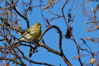 Gulhmpling - Eurpean Serin  (Serinus serinus)