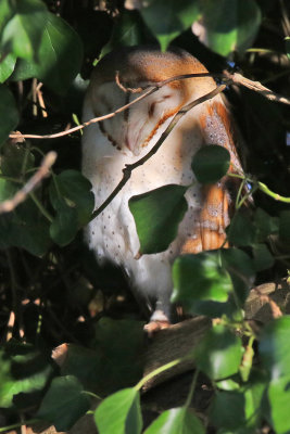 Tornuggla - Barn Owl - (Tyto alba guttata)