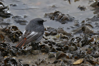 Svart rdstjrt - Black redstart - (Phoenicurus ochruros)