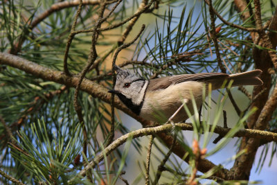 Tofsmes - European Crested Tit - (Lophophanes cristatus)