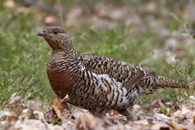 Tjder - Western Capercaillie - (Tetrao urogallus)