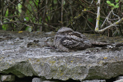 Nattskrra - European Nightjar - (Caprimulgus europaeus)