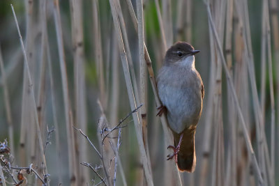 Vassngare - Savis Warbler - (Locustella luscinioides)