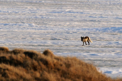 Arctic Fox - (Vulpes lagopus)