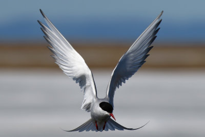 Arctic Tern - (Sterna paradisaea)