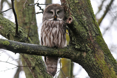 Lappuggla - Great grey owl - (Strix nebulosa)