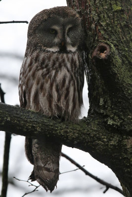 Lappuggla - Great grey owl - (Strix nebulosa)