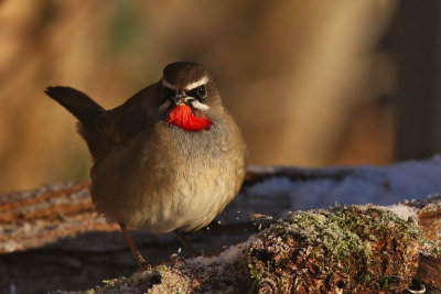 Rubinnäktergal - Siberian Rubythroat - (Calliope calliope)