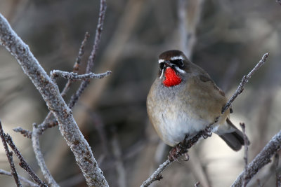 Rubinnäktergal - Siberian Rubythroat - (Calliope calliope)