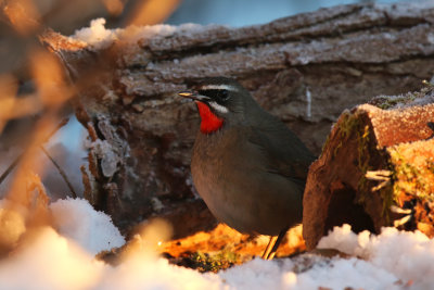 Rubinnäktergal - Siberian Rubythroat - (Calliope calliope)