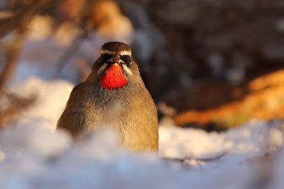Rubinnäktergal - Siberian Rubythroat - (Calliope calliope)
