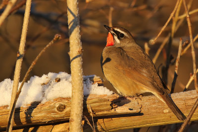 Rubinnäktergal - Siberian Rubythroat - (Calliope calliope)