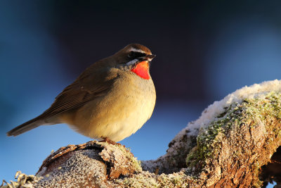 Rubinnäktergal - Siberian Rubythroat - (Calliope calliope)