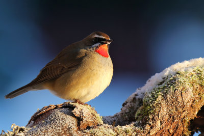 Rubinnktergal - Siberian Rubythroat - (Calliope calliope)