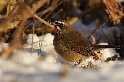 Rubinnäktergal - Siberian Rubythroat - (Calliope calliope)