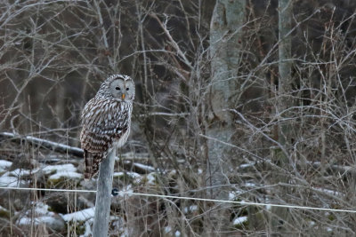 Slaguggla - Ural Owl - (Strix Uralensis)