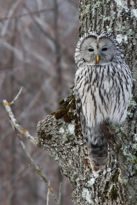 Slaguggla - Ural Owl - (Strix Uralensis)