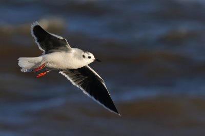 Dvrgms - Little Gull - (Hydrocoloeus minutus)