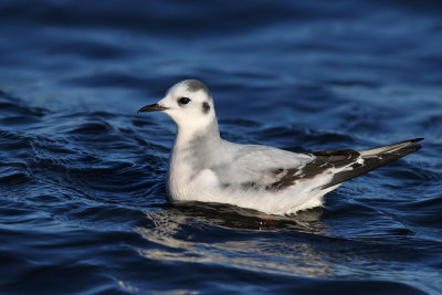 Dvrgms - Little Gull - (Hydrocoloeus minutus)