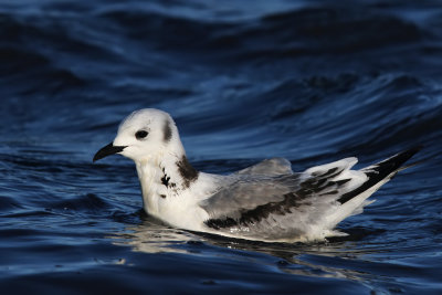 Tretig ms - Black-legged Kittiwake - (Rissa tridactyla)