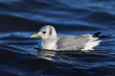 Tretig ms - Black-legged Kittiwake - (Rissa tridactyla)