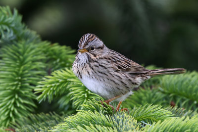 Lincolns Sparrow - (Melospiza lincolnii)