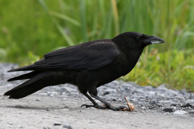 Northwestern Crow - (Corvus caurinus)