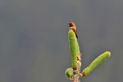 Rufous Hummingbird - (Selasphorus rufus)